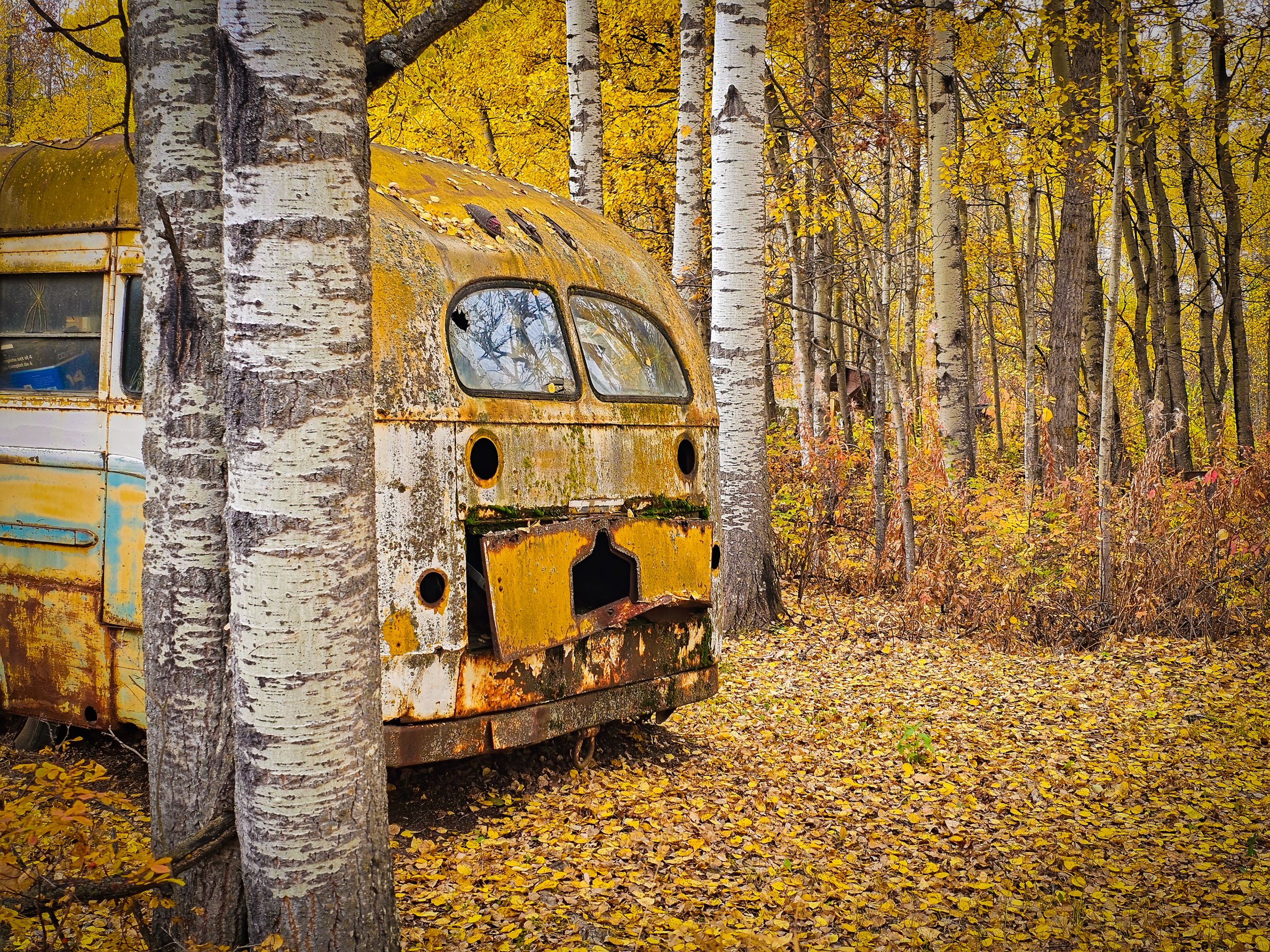Rear end of a vintag REO Speedwagon school bus sitting in the fall leaves.